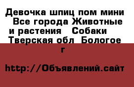 Девочка шпиц пом мини - Все города Животные и растения » Собаки   . Тверская обл.,Бологое г.